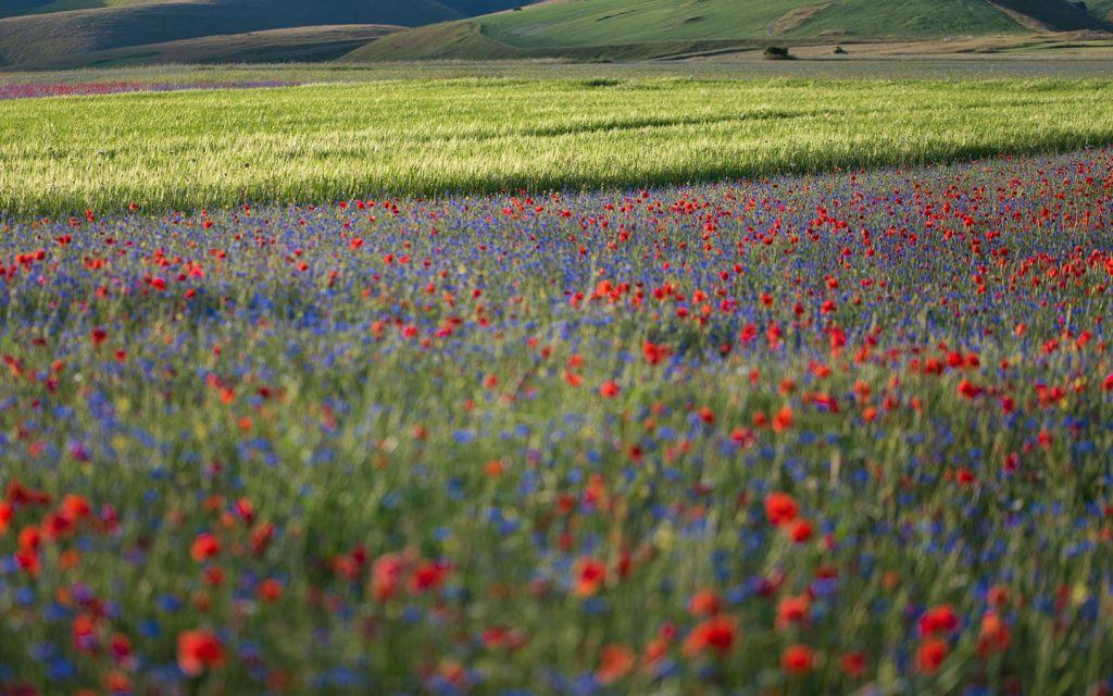 Bloeiende vlakte van Castelluccio in het Parco Nazionale dei Monti Sibillini